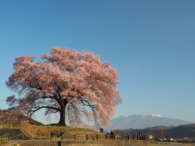 【2025年最新】山梨県のお花見スポット17選 桜の見頃の時期から鑑賞する穴場・ライトアップが見れる場所までご紹介