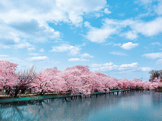 【2025年最新】長野県のお花見スポット25選 桜の見頃の時期から鑑賞する穴場・ライトアップが見れる場所までご紹介