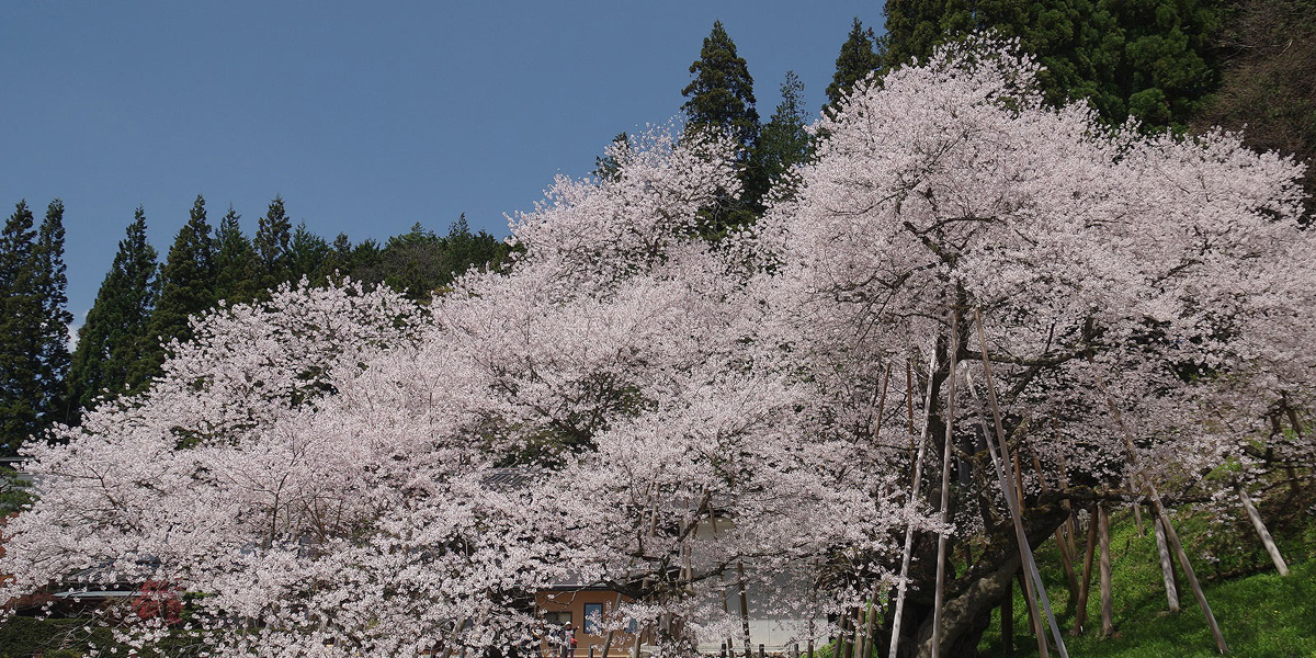 【2025年最新】飛騨・高山のお花見スポット5選 桜の見頃の時期から鑑賞する穴場・ライトアップが見れる場所までご紹介