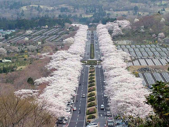 【2025年最新】静岡県のお花見スポット34選 桜の見頃の時期から鑑賞する穴場・ライトアップが見れる場所までご紹介
