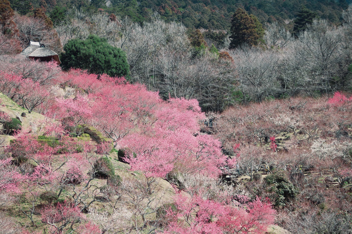 【つくば】紅白に染め上げられる日本百名山の筑波山に行こう!第50回筑波山梅まつり