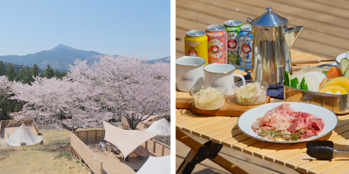 「いばらきフラワーパーク」の河津桜が見ごろに！満開の桜とイチゴを楽しむイベント「さくら訪ねる陽だまりの森」開催中