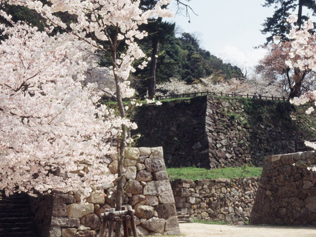 【2025年最新】鳥取県のお花見スポット7選 桜の見頃の時期から鑑賞する穴場・ライトアップが見れる場所までご紹介