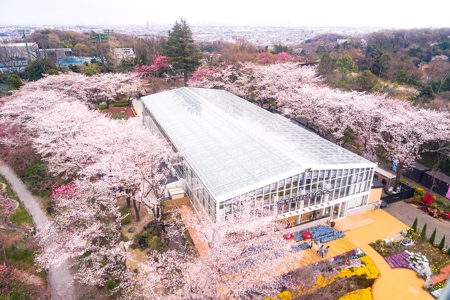 約250本の桜が咲き誇る園内「HANA・BIYORIの桜」