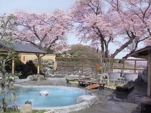 露天風呂からの桜(過去の様子)
