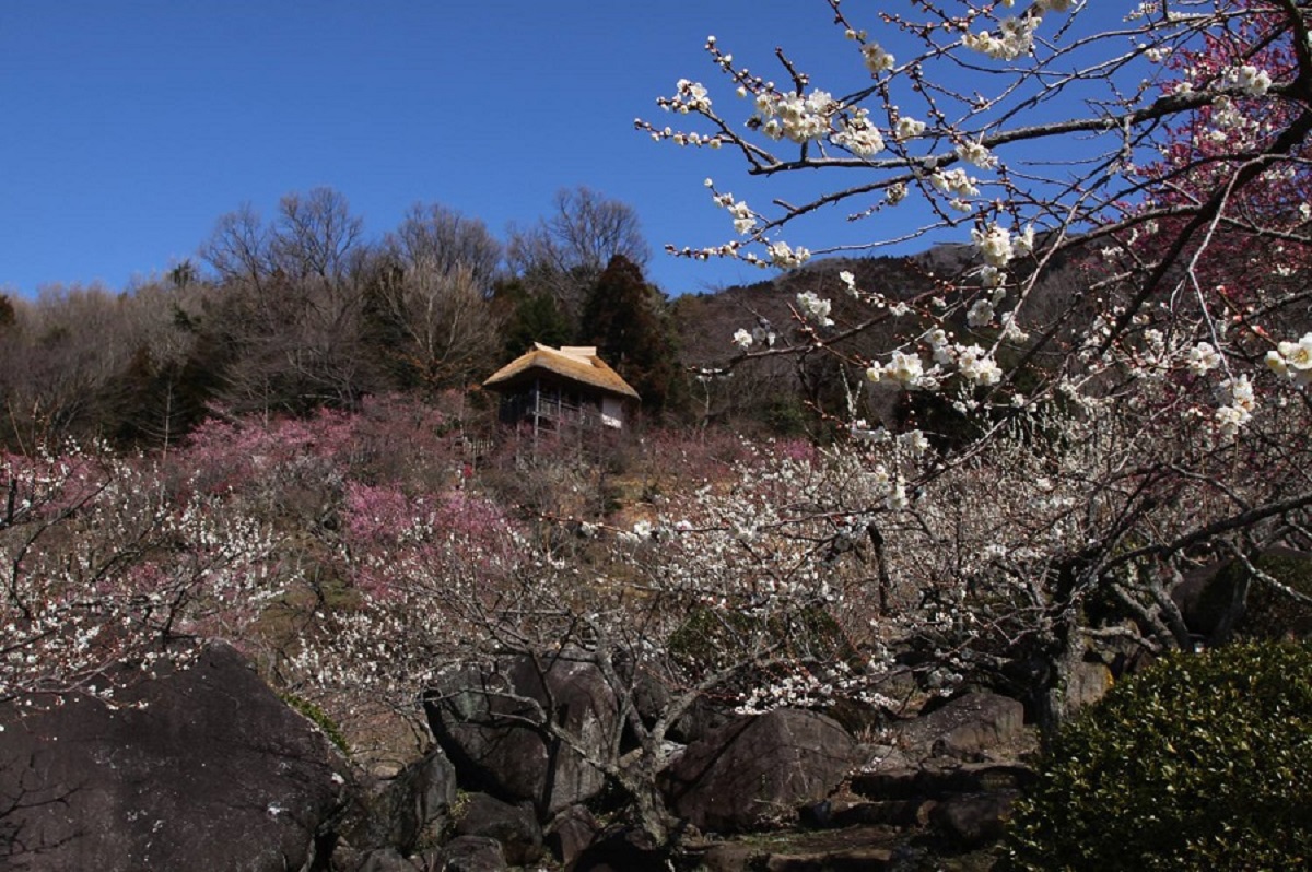 紅梅白梅の上に見えているのは展望あずまやでsy