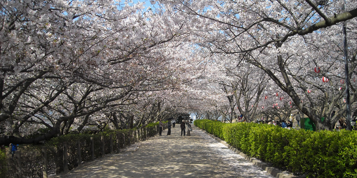 【2025年最新】山口県のお花見スポット11選 桜の見頃の時期から鑑賞する穴場・ライトアップが見れる場所までご紹介