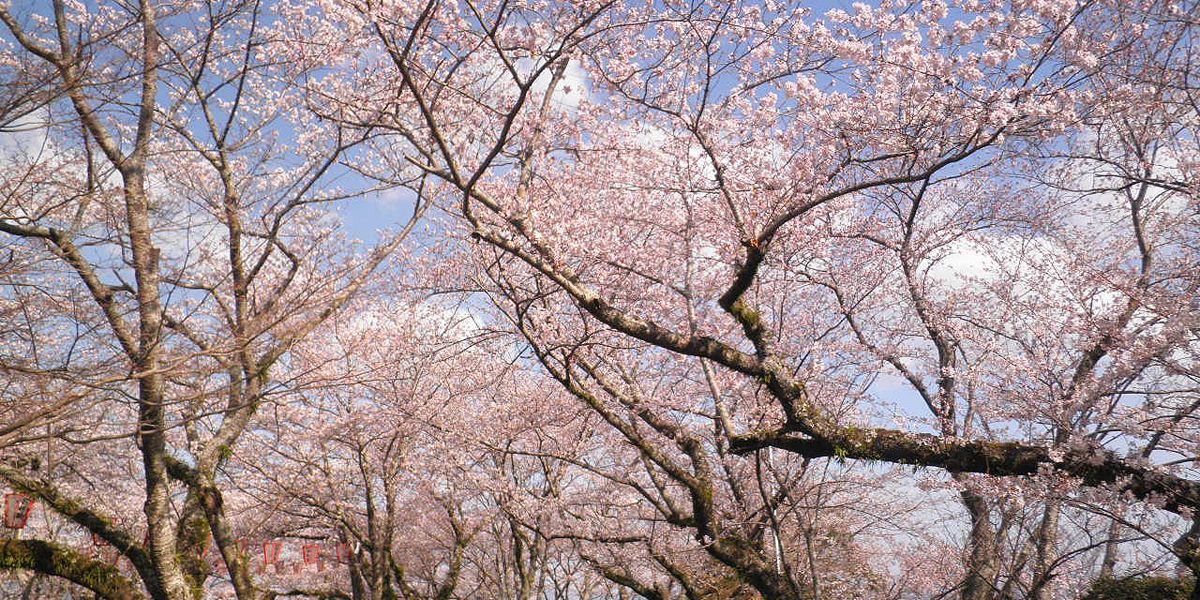 【2025年最新】徳島県のお花見スポット6選 桜の見頃の時期から鑑賞する穴場・ライトアップが見れる場所までご紹介