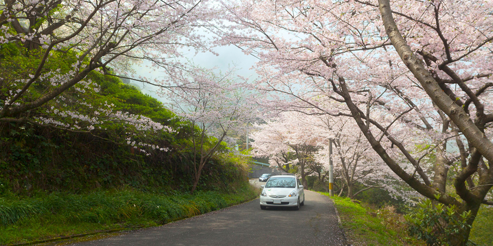 【2025年最新】熊本県のお花見スポット8選 さくら名所100選やライトアップなどオススメの桜スポットをご紹介