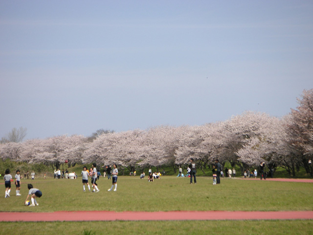 【2025年最新】三重県のお花見スポット14選 桜の見頃の時期から鑑賞する穴場・ライトアップが見れる場所までご紹介