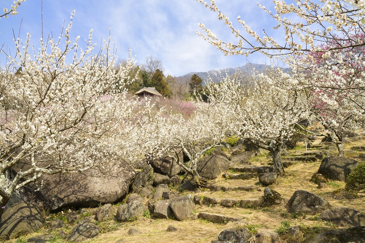 筑波石が点在し、まるで日本庭園のよう