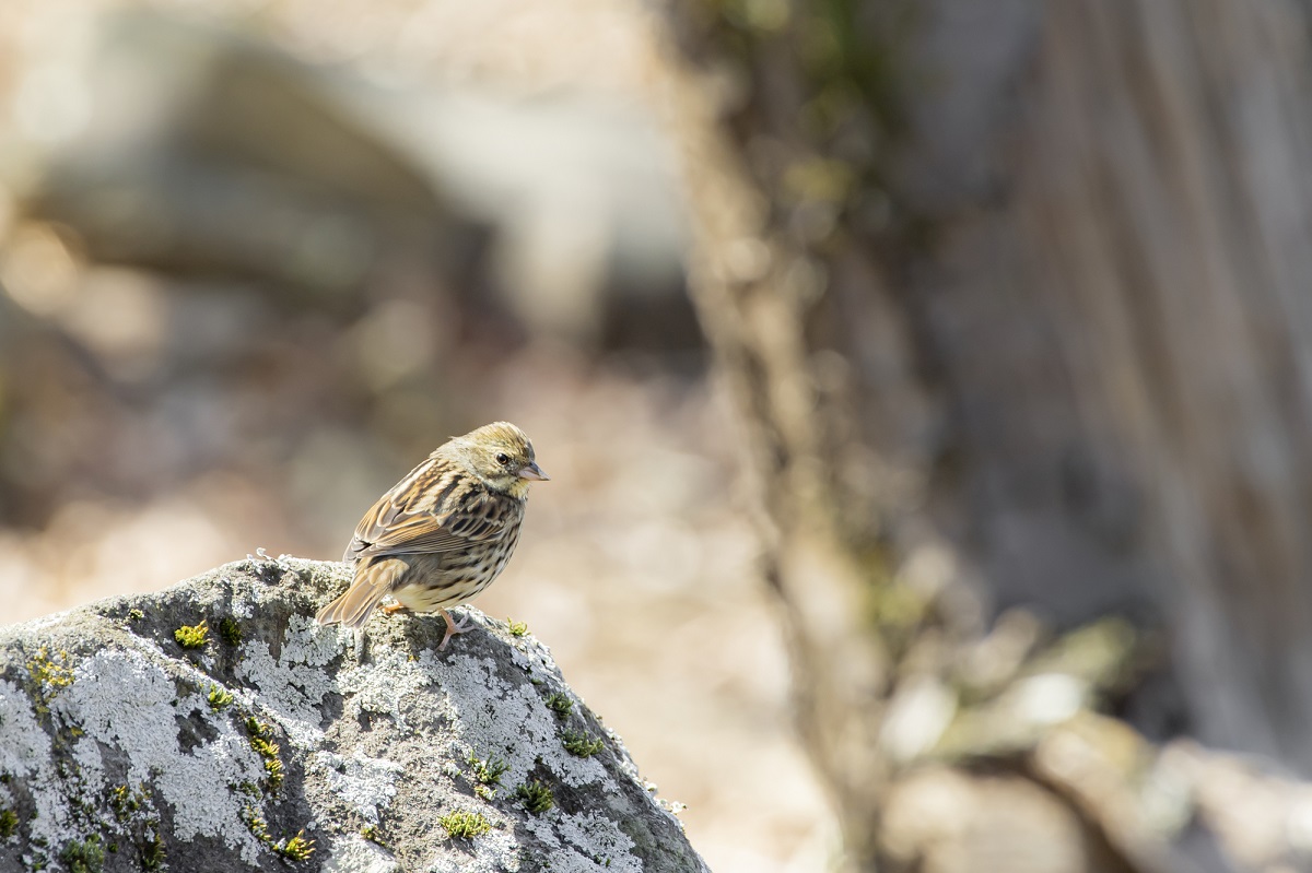 筑波石の上で休むハギマシコ