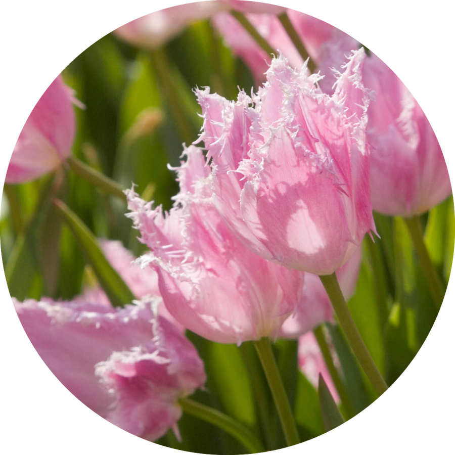 フリルのような花びら