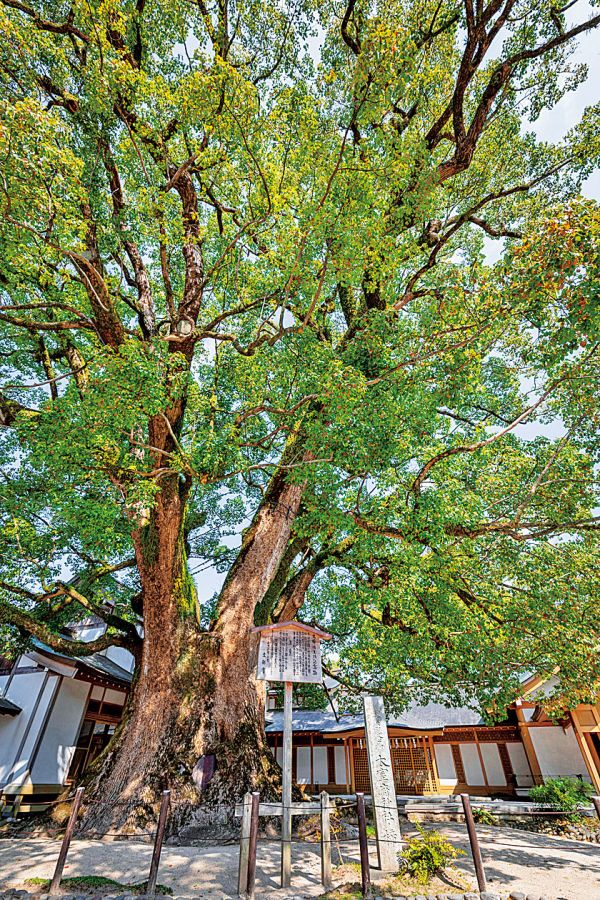 太宰府天満宮 大樟