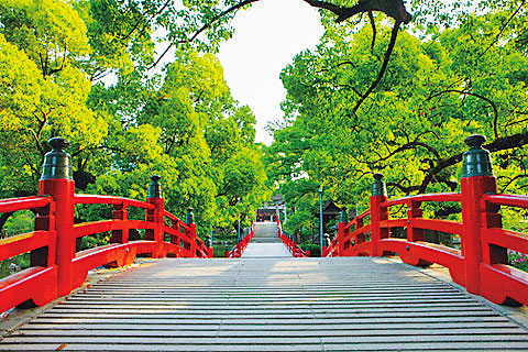 太宰府天満宮 樟若葉