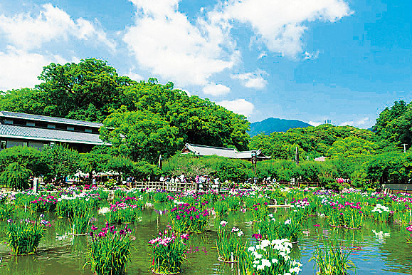 太宰府天満宮 花菖蒲