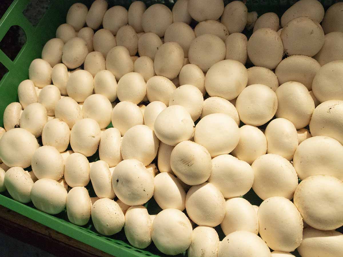 マッシュルーム