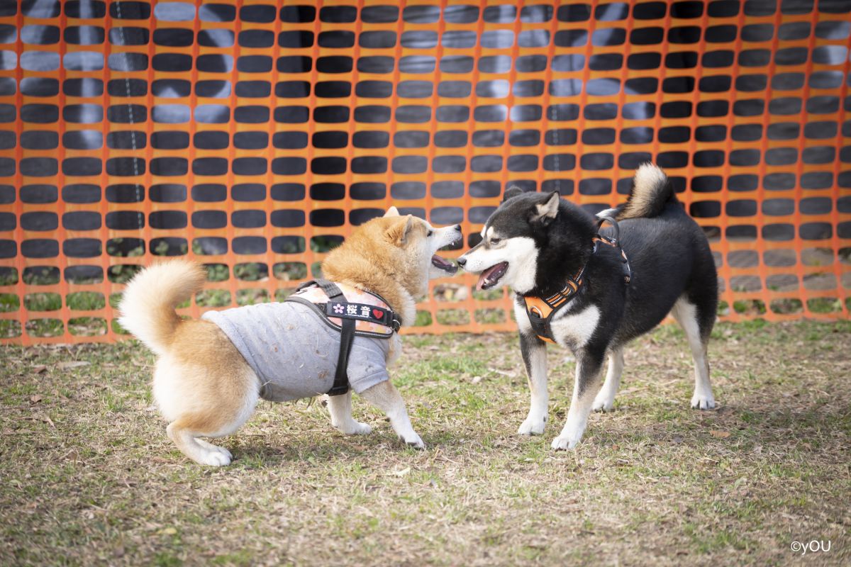 「オーシャンドッグパーク YOKOSUKA」