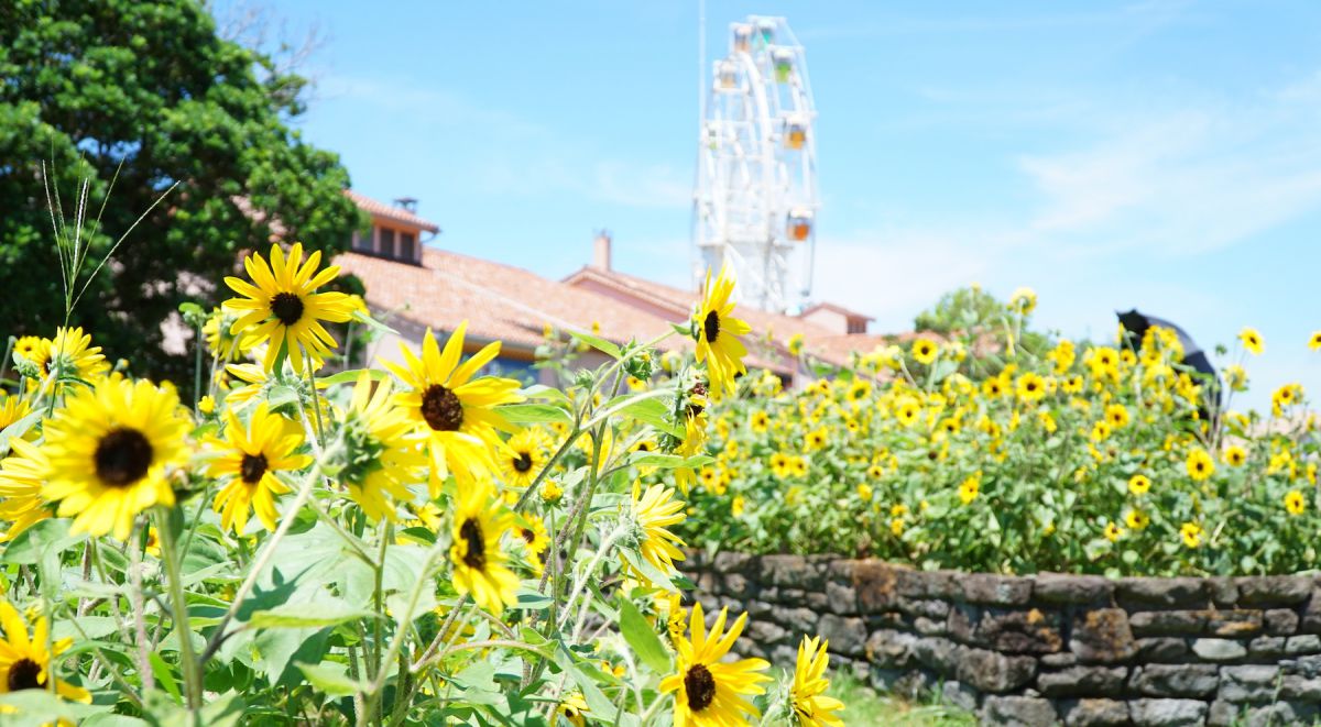 横須賀「ソレイユの丘」ヒマワリだけじゃない見どころ紹介！リニューアルで登場した新エリアやアクティビティも