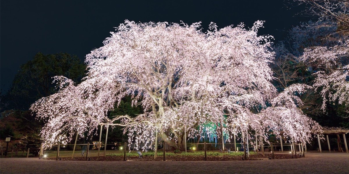 夜間特別鑑賞「春夜の六義園」3月23日(木)より開催！夜桜鑑賞もフォトジェニックな写真も叶う