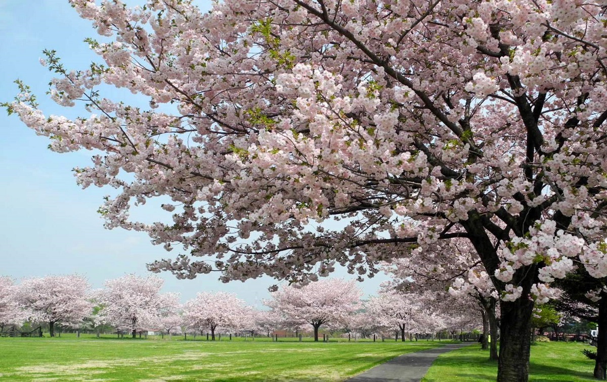 桜満開の原美術館ARC