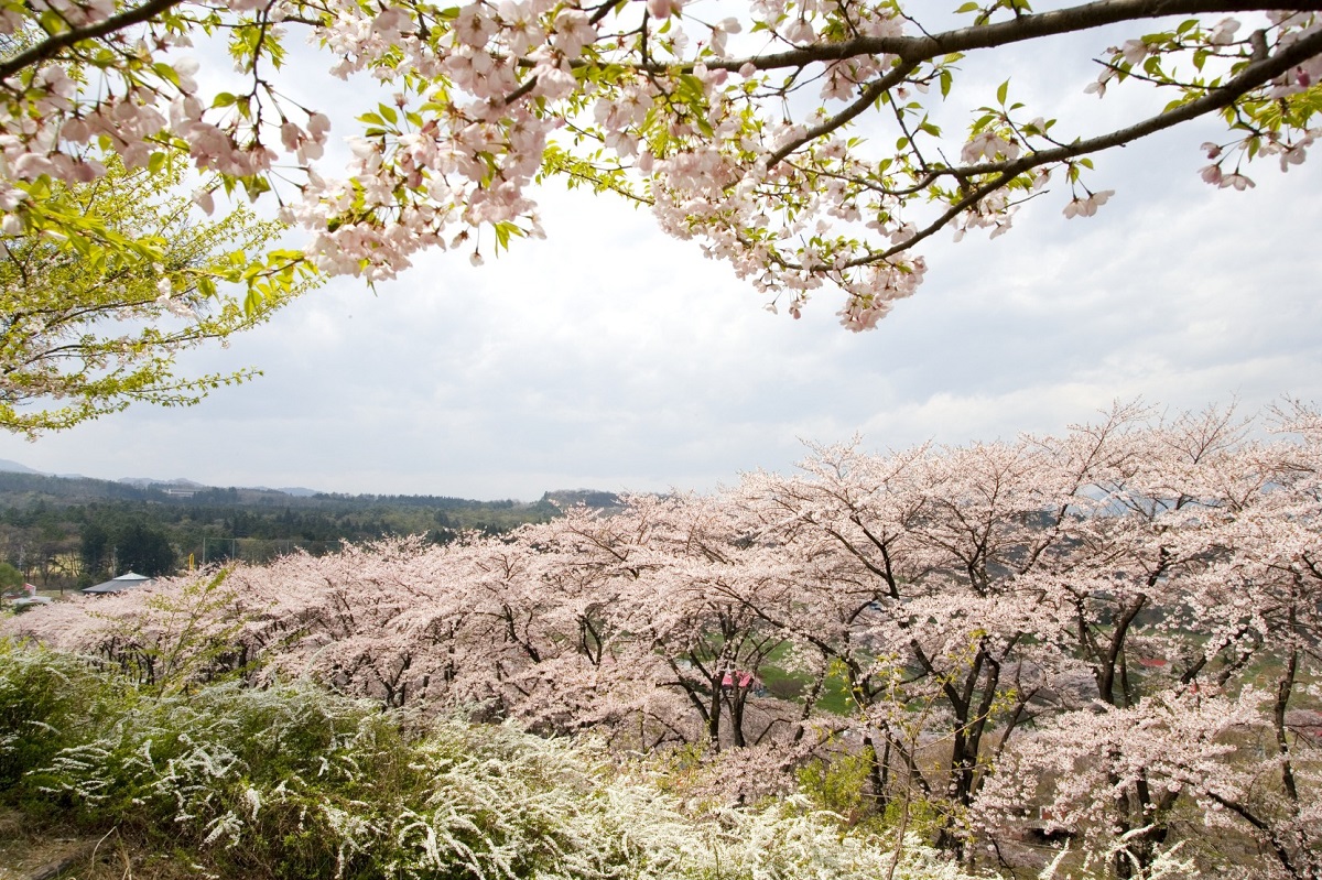 見晴らし山からの眺め。まさに桜の雲海桜