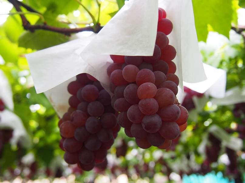 日本ではめったに味わえない品種もたくさん！