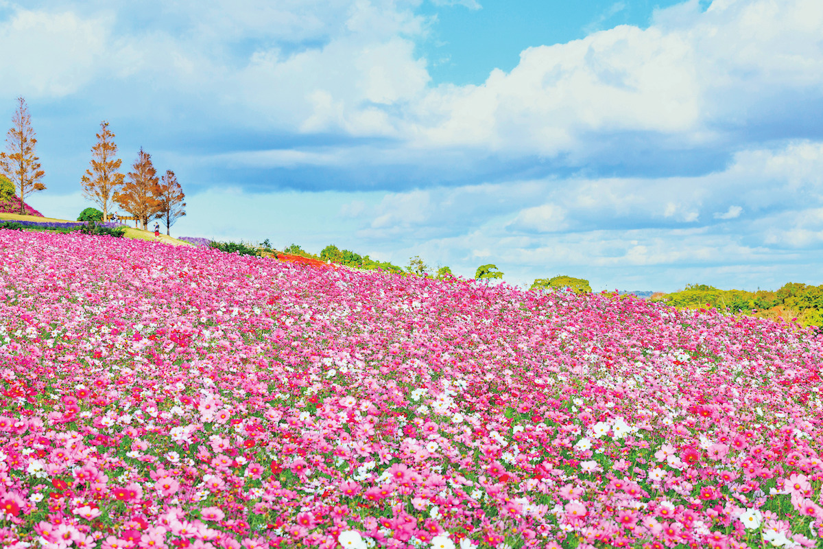 あわじ花さじき
