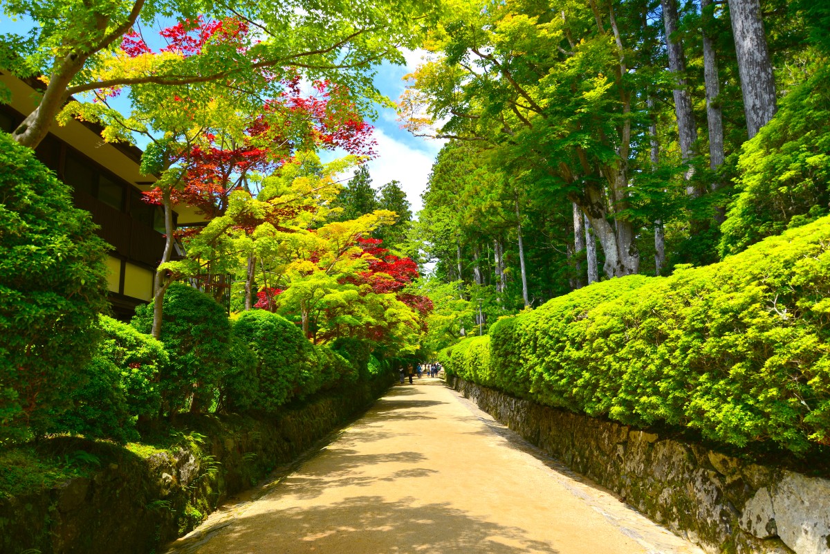 高野山　壇上伽藍　蛇腹路