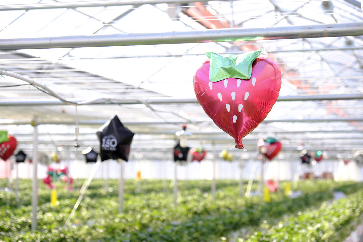 ハウス内に吊るされた風船