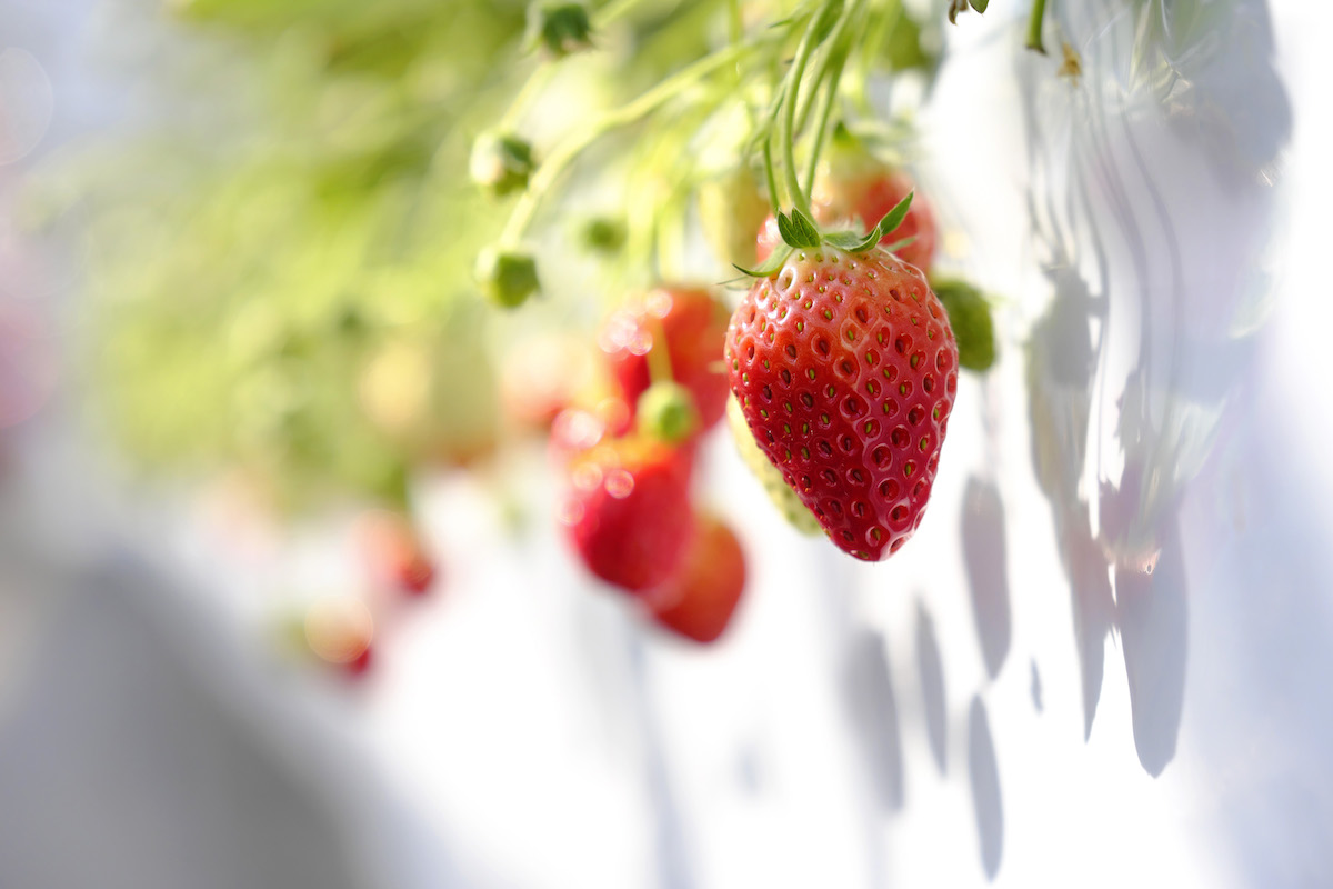 赤く色づいた「とちおとめ」。まだ青く小さい実もたくさんついている