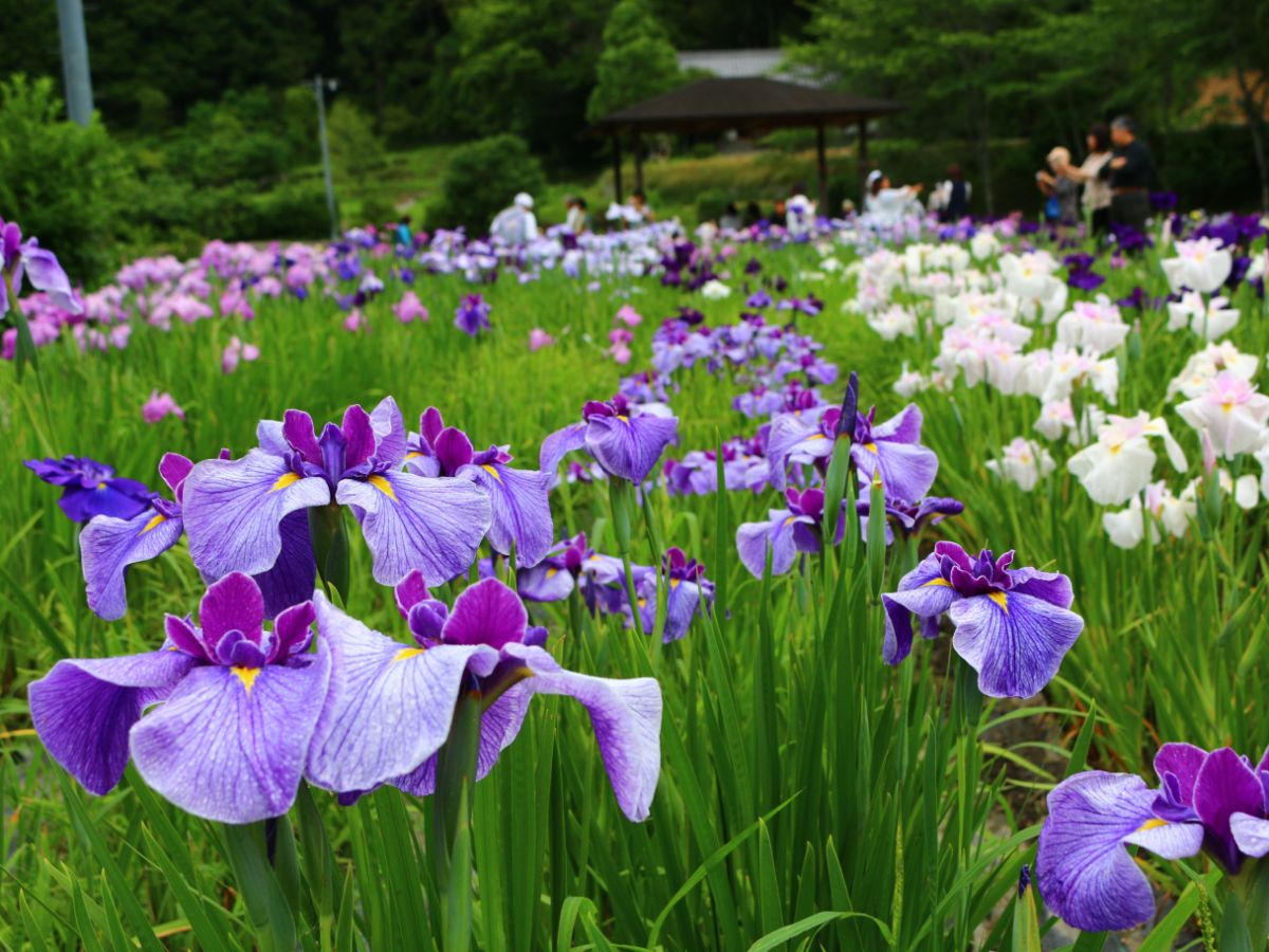 画像提供：小國神社