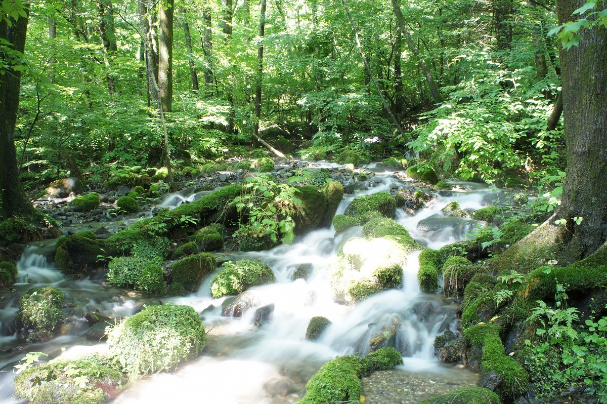みずみずしく清らかな気配に満ちた原生林を清涼な水が駆け下ります
