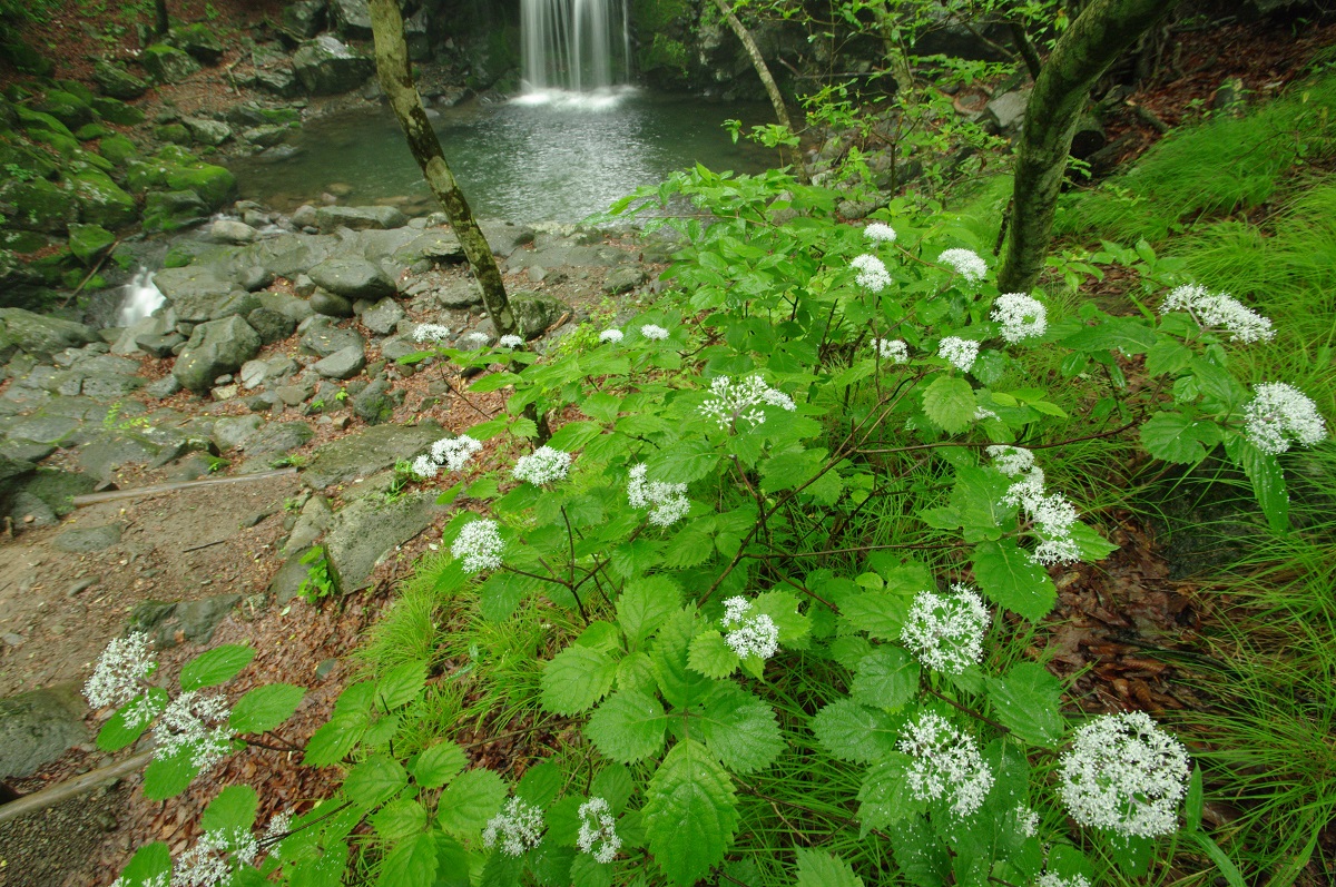 宮川沿いはコアジサイ