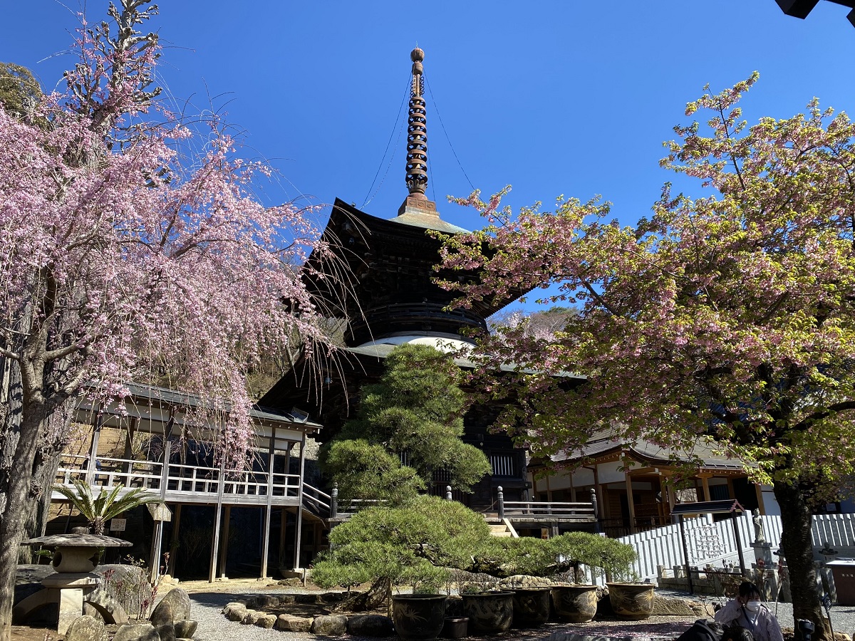 桜の季節のあでやかな多宝塔