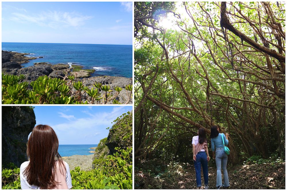 日中に運がよければ海でイルカが飛び跳ねる姿を見られることも！