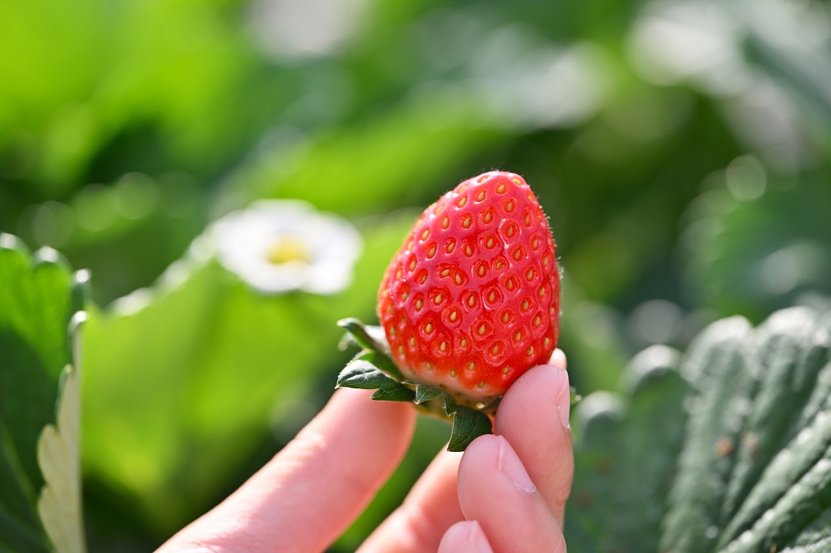 しっかりとした甘みと酸味（糖度8％、酸度0.8%程度）で食味が良く、形もかわいい大谷夏いちご