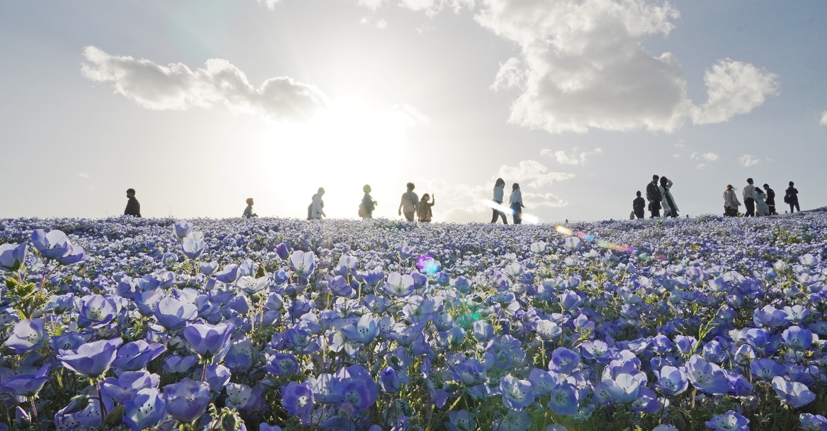 【茨城・ひたちなか】海辺に広がる花の絶景「国営ひたち海浜公園」の春の歩き方|るるぶ&more. 【茨城・ひたちなか】海辺に広がる花の絶景「国営ひたち海浜公園」の春の歩き方|るるぶ&more.