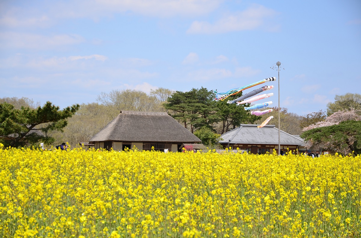 菜の花の甘い香りでいっぱいです