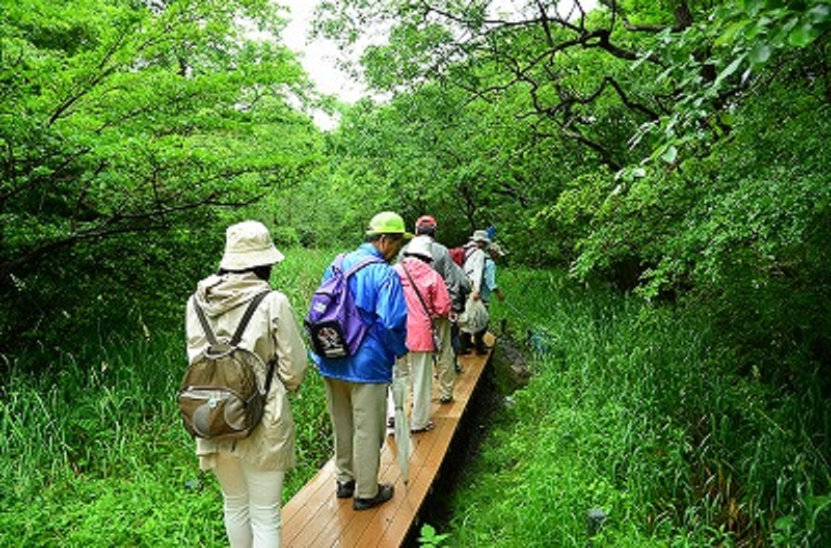 歩きやすいよう、湿原に木道が整備されています