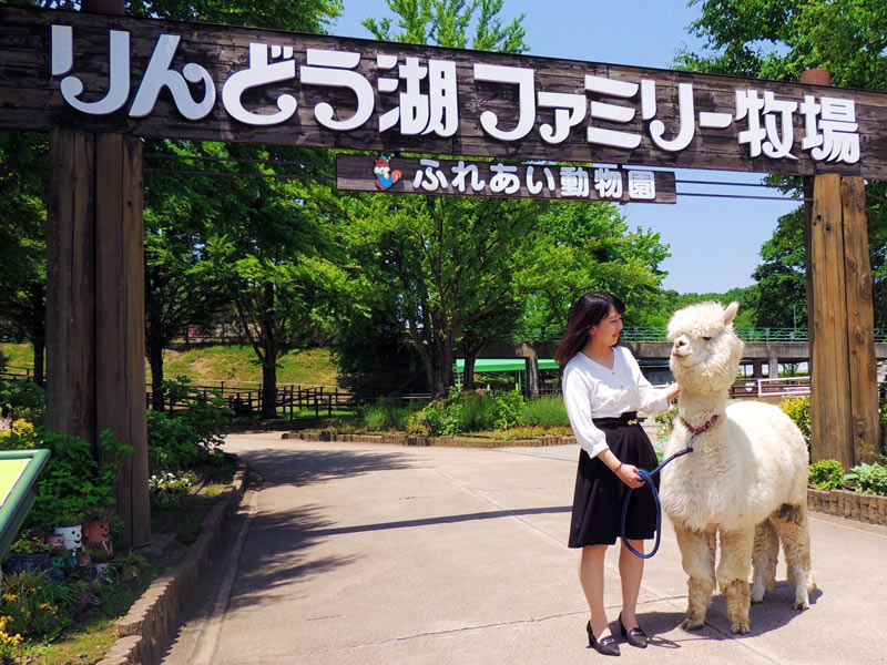 1日6組限定の「アルパカさんぽ」。1回15分1500円