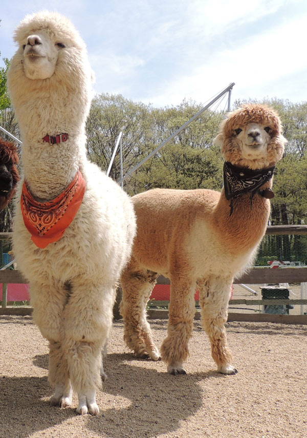 もこもことした毛並みが特徴的なアルパカ