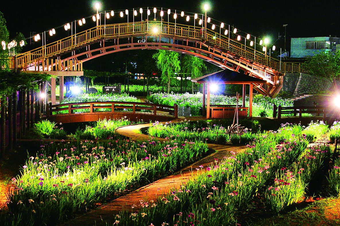 ライトアップされた夜のあやめ園。昼とはまた違う幻想的な雰囲気です