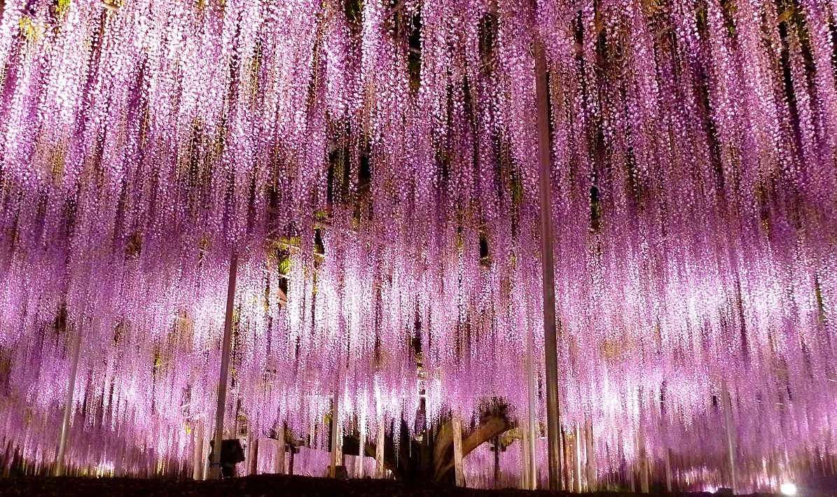 【栃木 あしかがフラワーパーク】4/15（土）からはライトアップも！「ふじのはな物語～大藤まつり2023～」でしたい10のこと