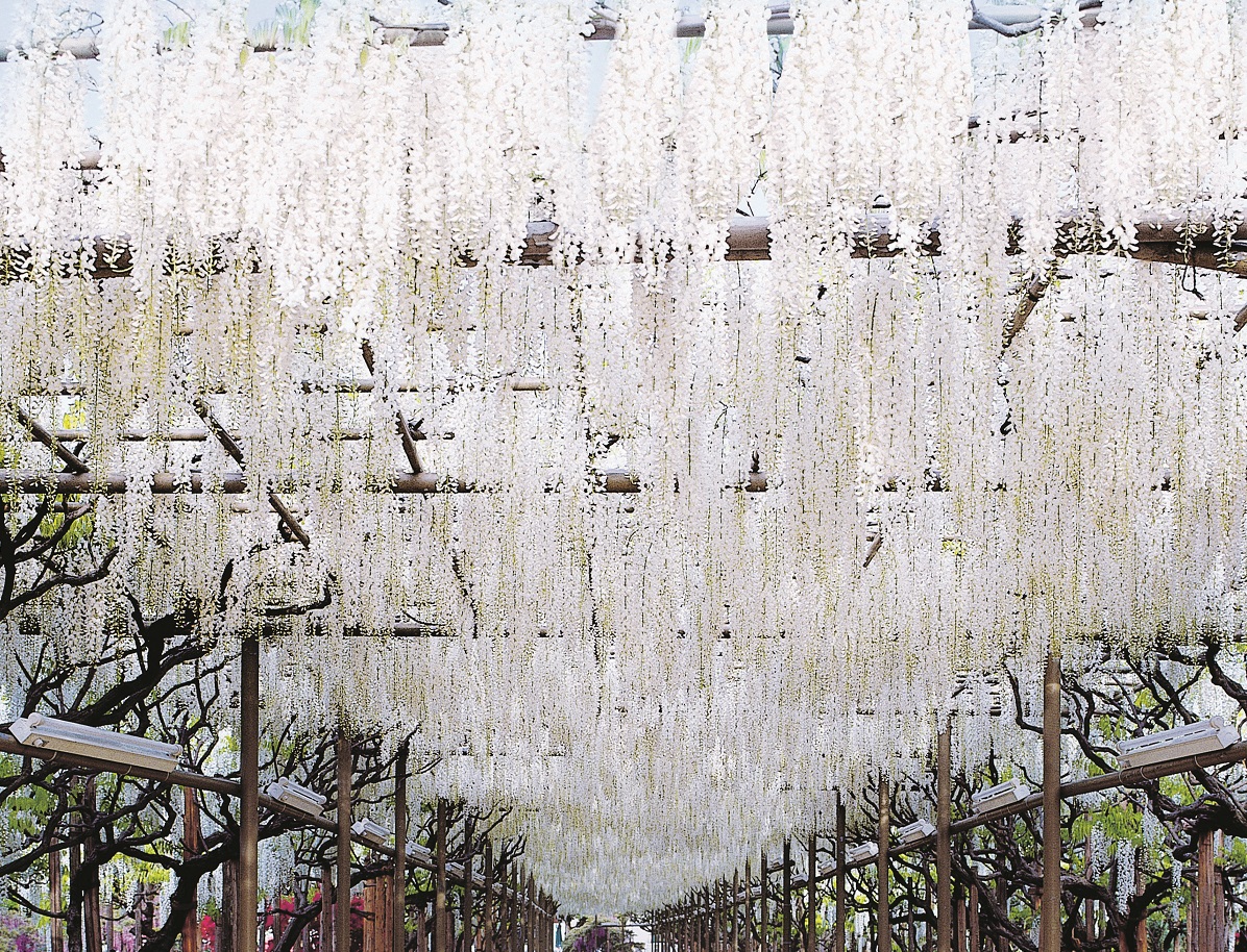 白藤のトンネルは「幸せの道」とも呼ばれます