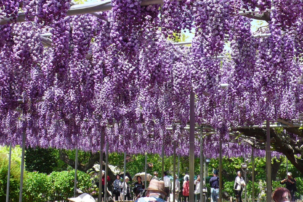 南北34.5m 東西25.4m 幹周り2.5m。樹齢140年の大木です 