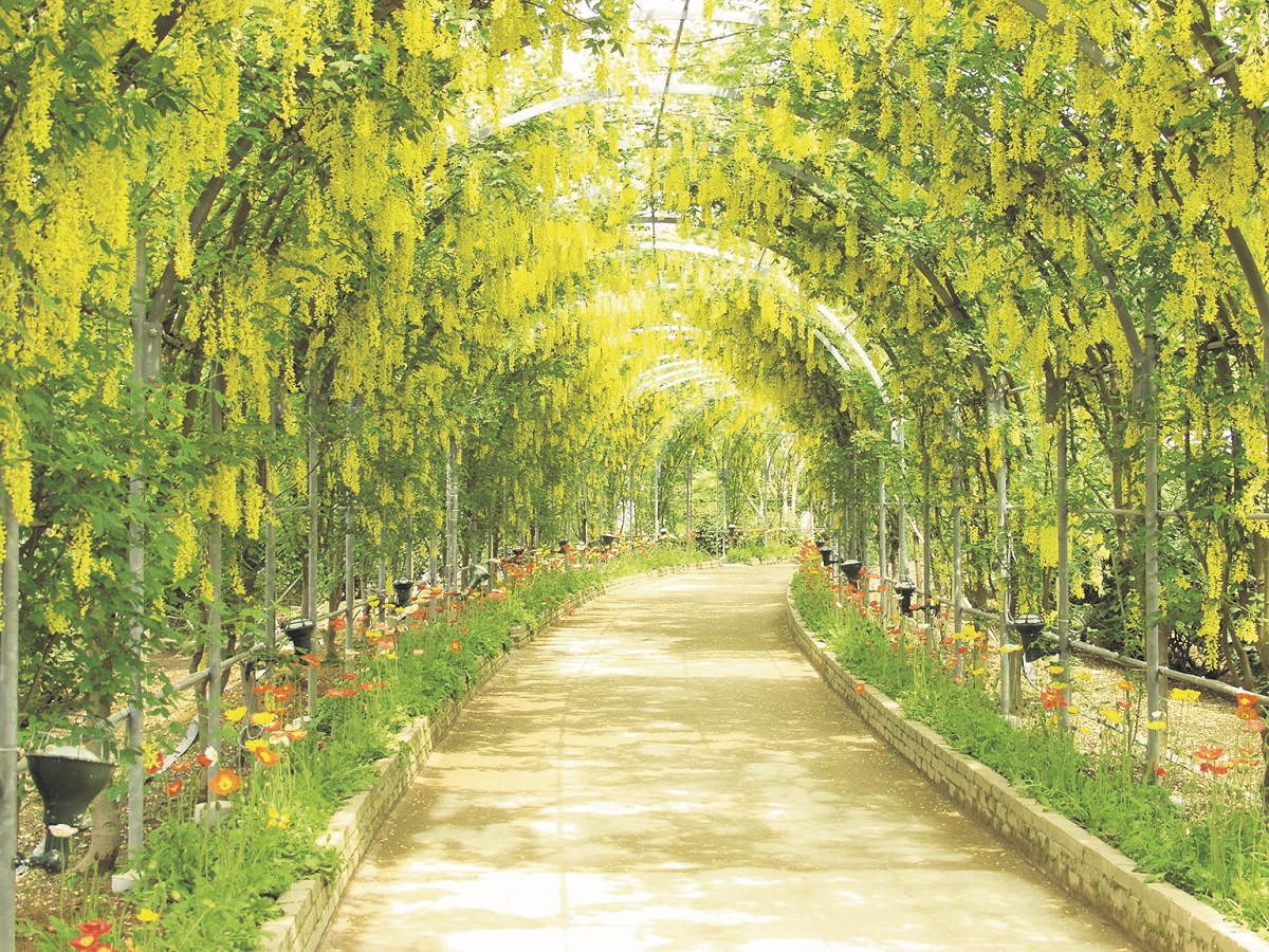 うす紅、紫、白、黄色。園内の藤4色のなかでいちばん最後に見ごろを迎えます