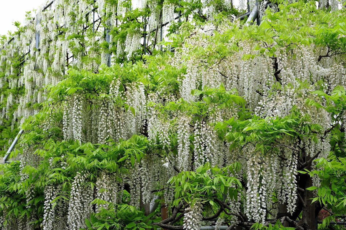 池のほとりにはベンチも設置されています