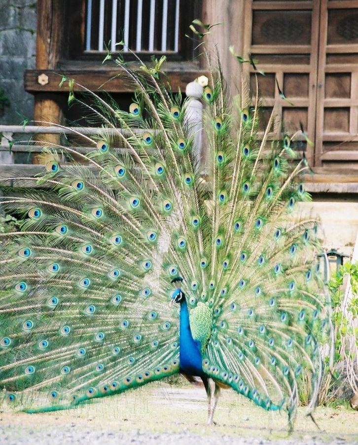 境内を自由に歩くクジャクたち