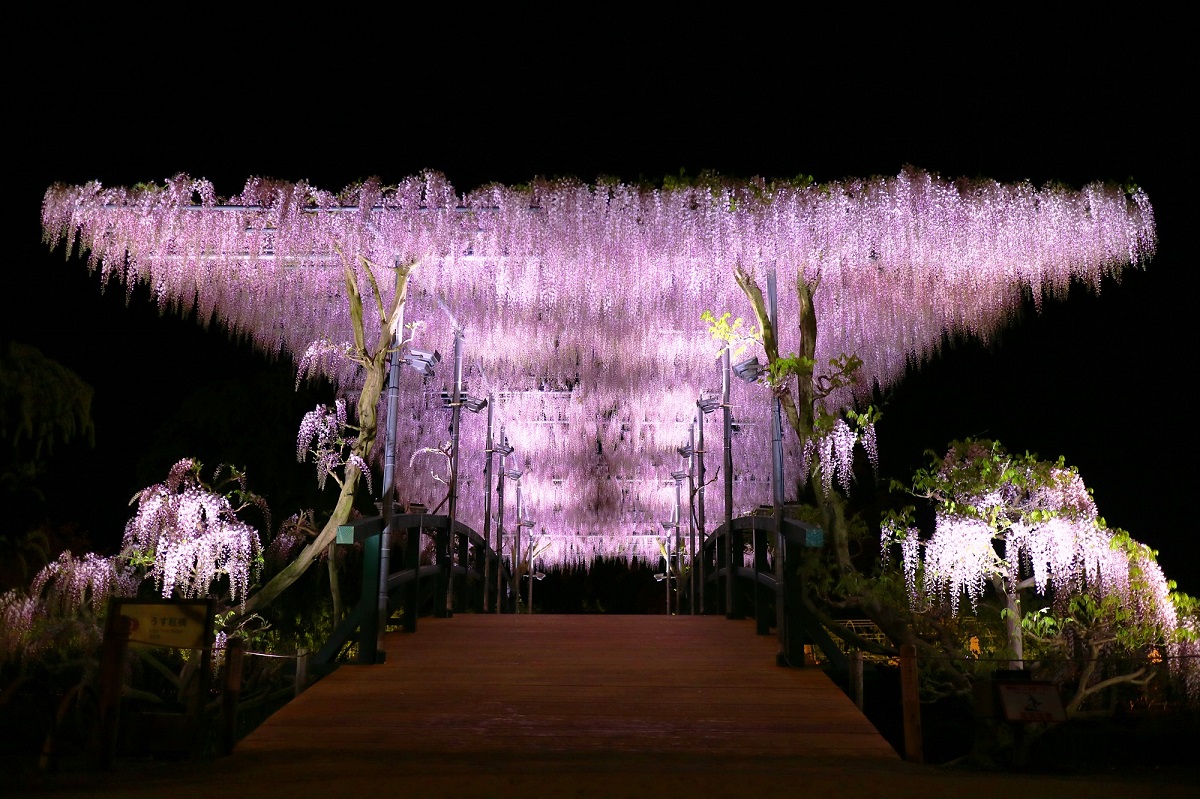 夜のうす紅藤橋